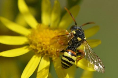 Réf. 186 444 : Nomada fucata